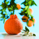 Illustration for article titled Inane debate: fruits